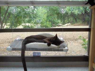 cat hammocks for windows