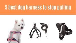 5 best dog harness to stop pulling