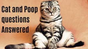 Cat and Poop questions Answered