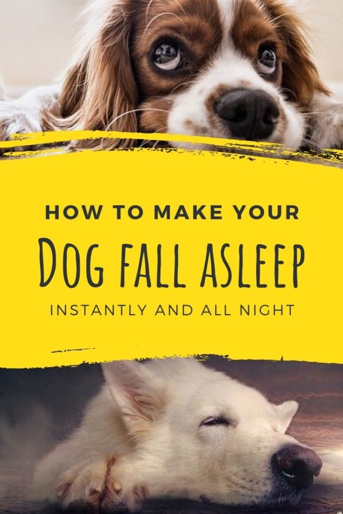 How to make your dog sleep?