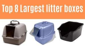 Top 8 Largest litter boxes