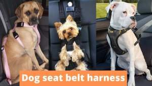 dog seat belt harness