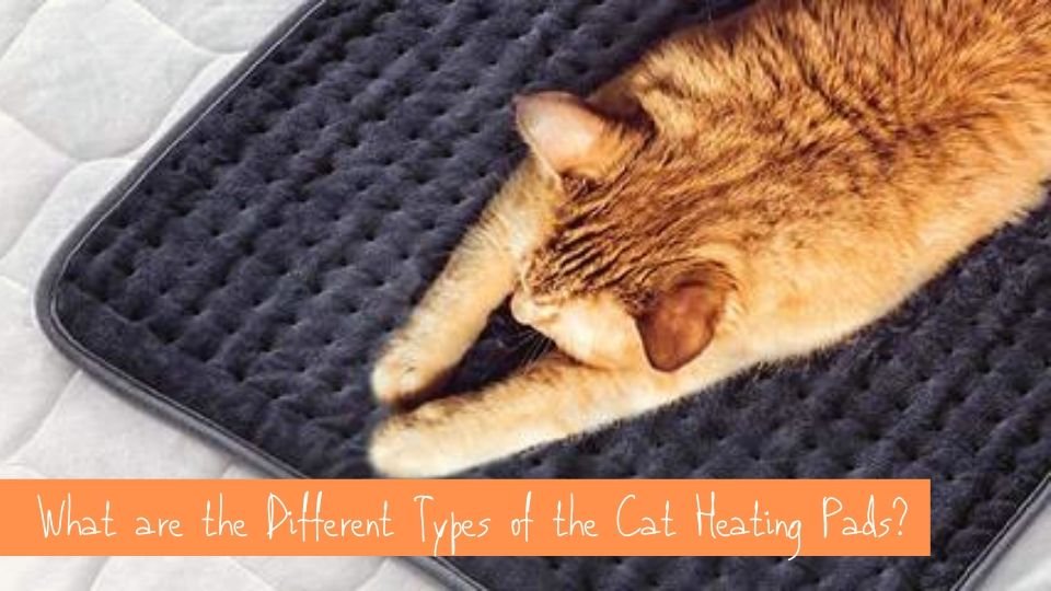 Best Pressure Sensitive Cat Heating Pads