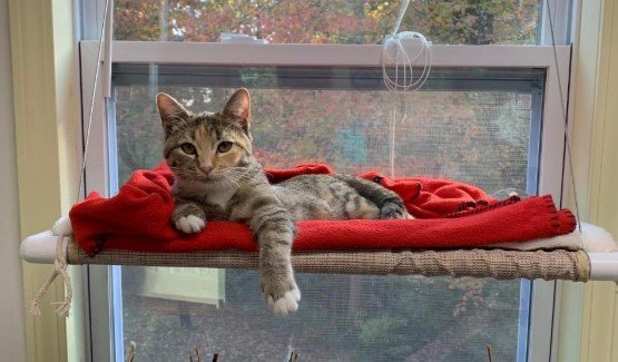 Best cat window perch for large cats 