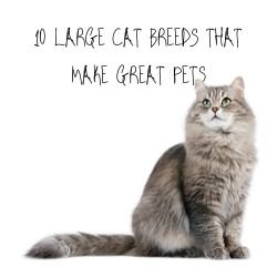 CAT BREEDS THAT are GREAT PETS 2 10 LARGE CAT BREEDS THAT MAKE GREAT PETS