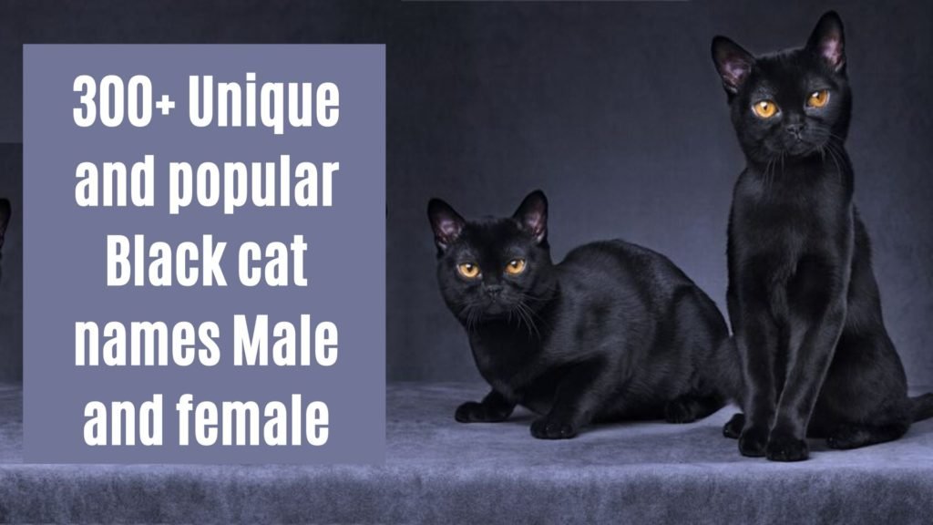 Best Black Cat names for male and Female cats