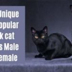 popular Black cat names Male