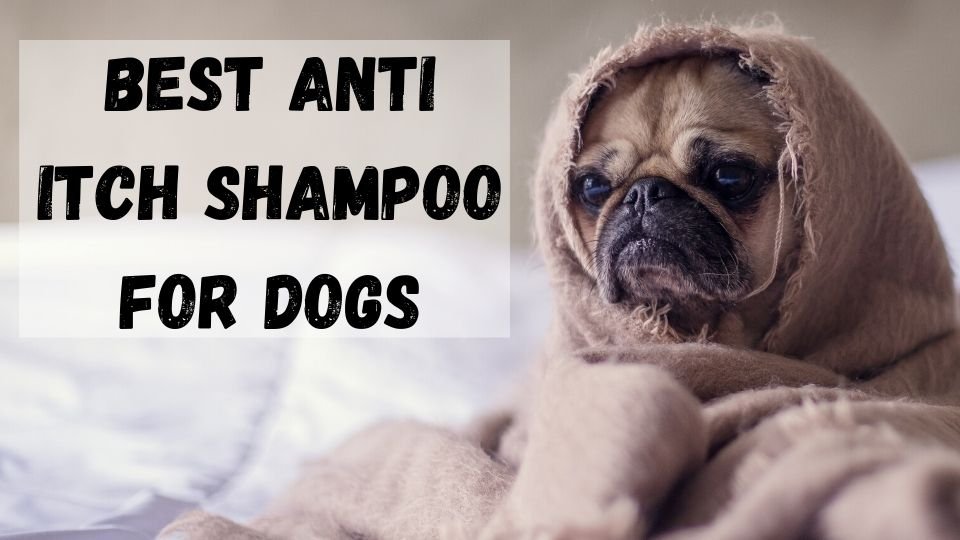 Best-Anti-Itch-Shampoo-for-Dogs