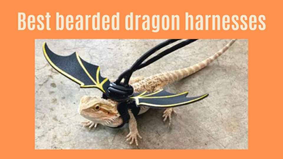 reptile harness for bearded dragons