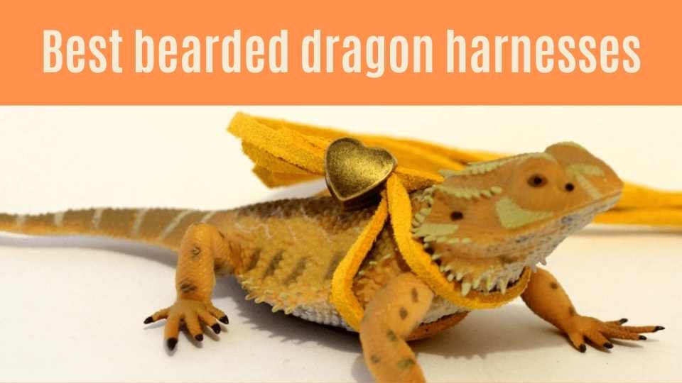 Best Bearded Dragon Harness