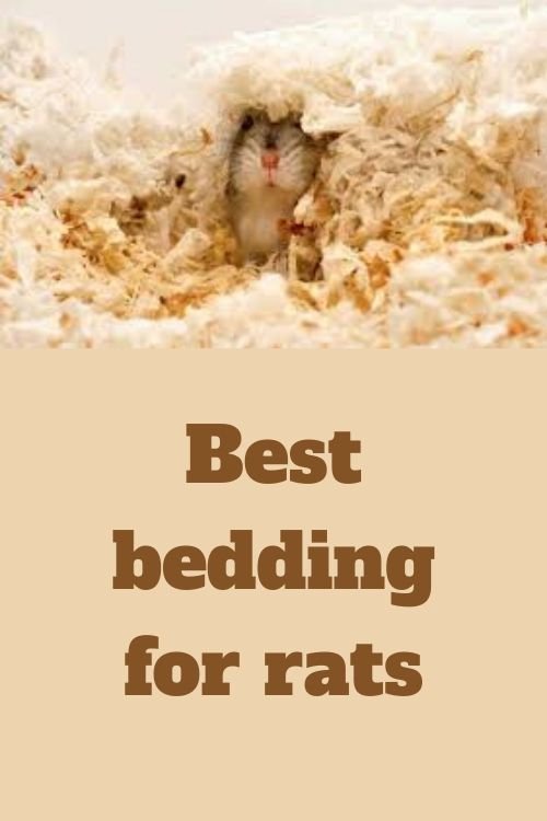 Best Rat Bedding