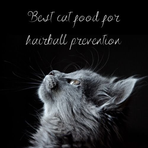 best cat food for hairball prevention
