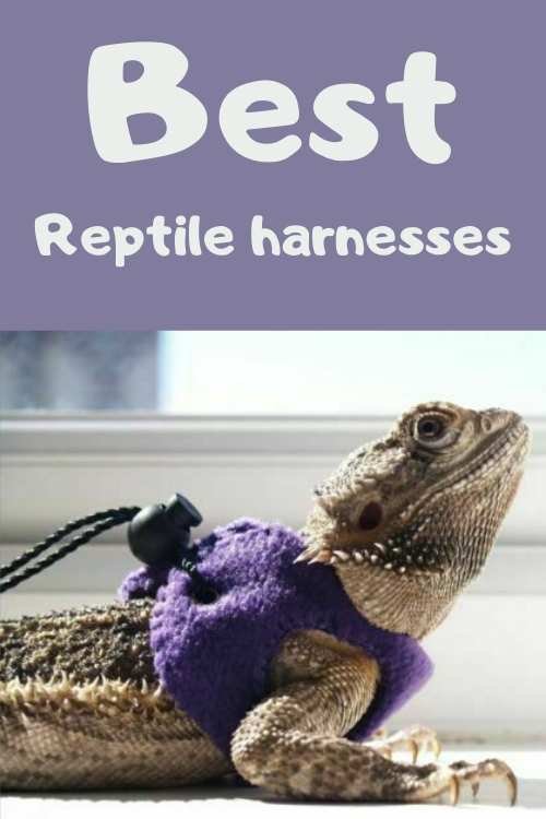 Bearded Dragon Harness