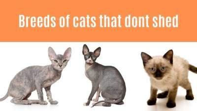 Breeds of cats that dont shed