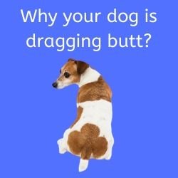 dog dragging butt