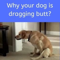 Causes of Scooting or dragging butts