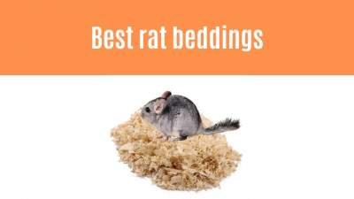 best rat bedding