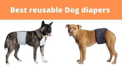 reusable dog diapers