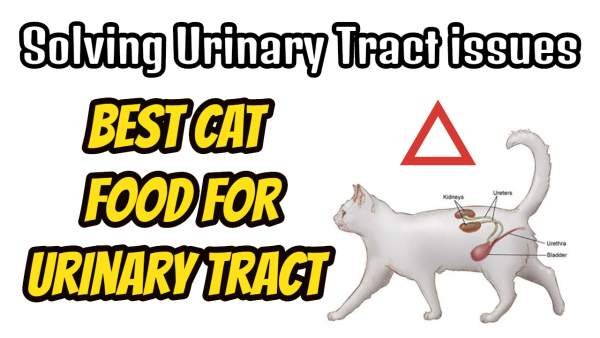 cat food for urinary tract issues