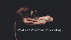 What is it_ When your rat is shaking
