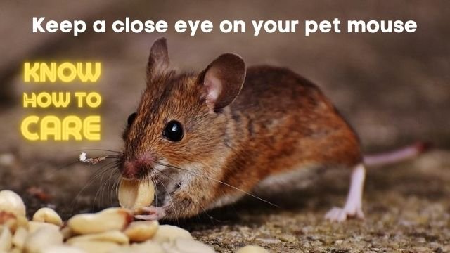 Keep a close eye on your pet mouse