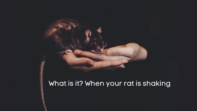 what is it? when a pet mouse is shaking