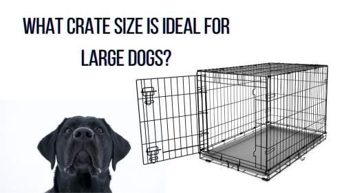 What crate size is ideal for large dogs?