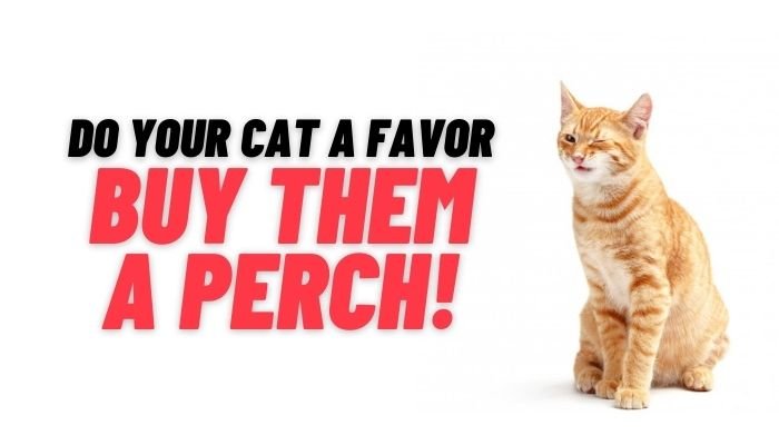 Top 6 BEST Cat Window Perch 1