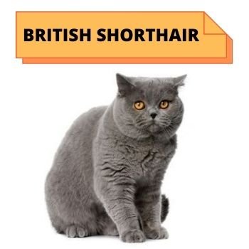 BRITISH SHORTHAIR cat breed information 