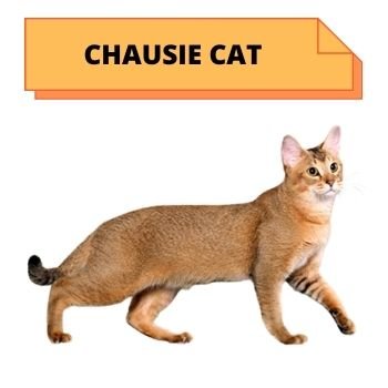 CHAUSIE  cat breed information 
