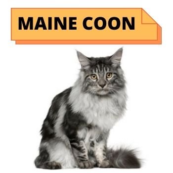 MAINE COON cat breed information 