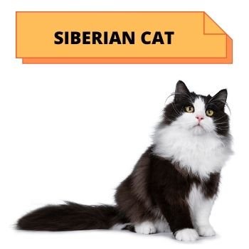  SIBERIAN cat breed information 