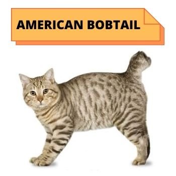 AMERICAN BOBTAIL  cat breed information 