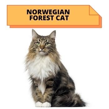  NORWEGIAN FOREST cat breed information 