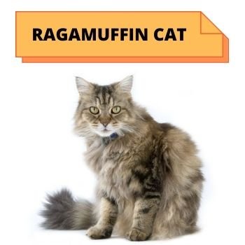 Ragamuffin  cat breed information 