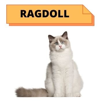 Ragdoll  CAT BREED INFORMATION