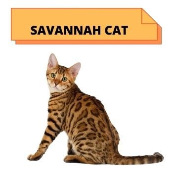 SAVANNAH CAT breed information 