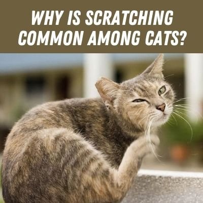 Why is Scratching Common among Cats?