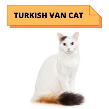 Turkish van cat breed information 