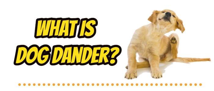 what is dog dander