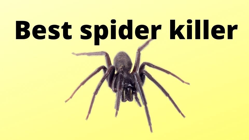 5 Best Spider Killers