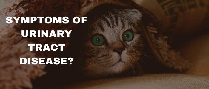 What are the Symptoms of Feline Lower Urinary Tract Disease?