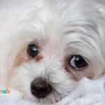 Best Dog Food for Maltese Tear Stains