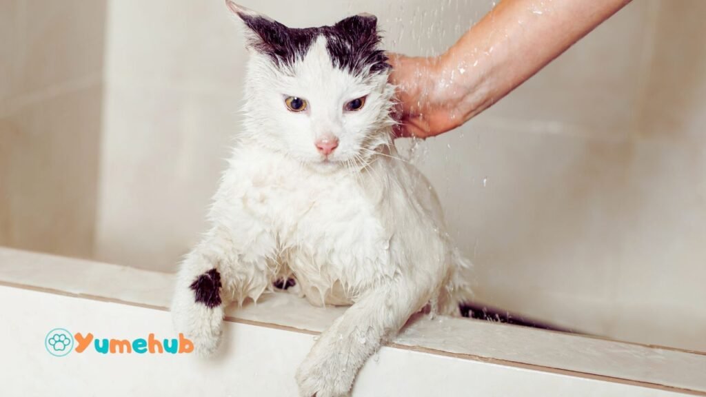 What can I use to wash my cat?