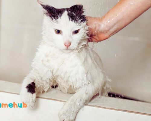 What can I use to wash my cat?