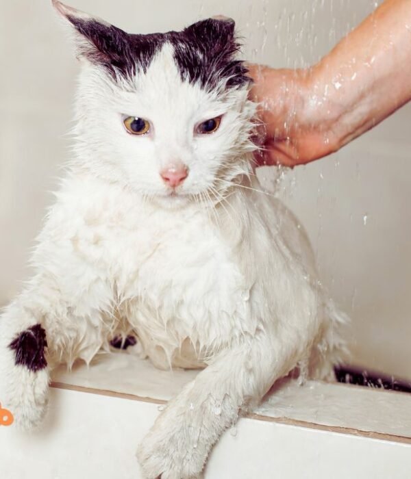 What can I use to wash my cat?