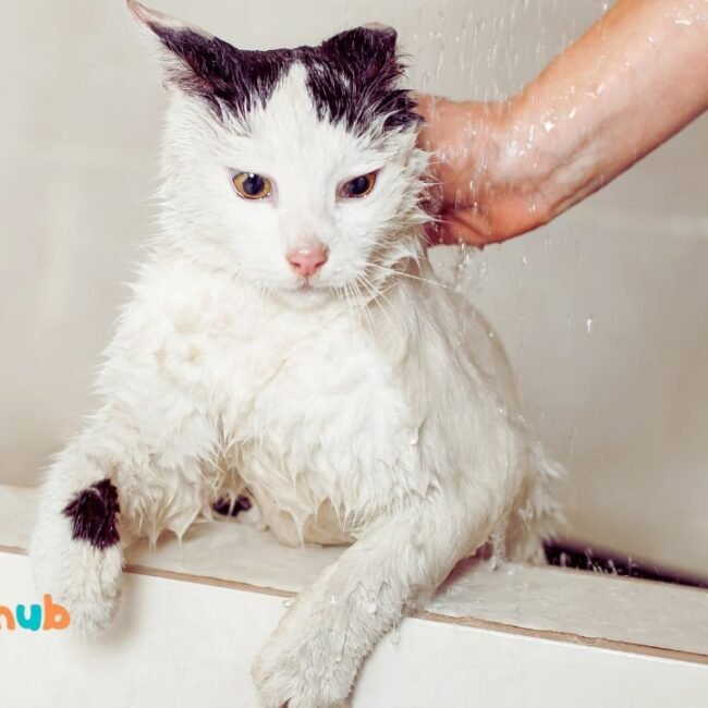 What can I use to wash my cat?