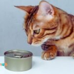 What is the Best Wet Cat Food For Cats With Skin Allergies