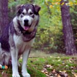 Why is my Dog Dragging Butt and how to solve