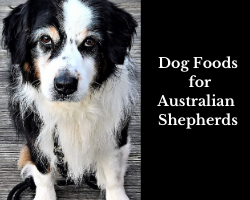 Dog Foods for Australian Shepherds